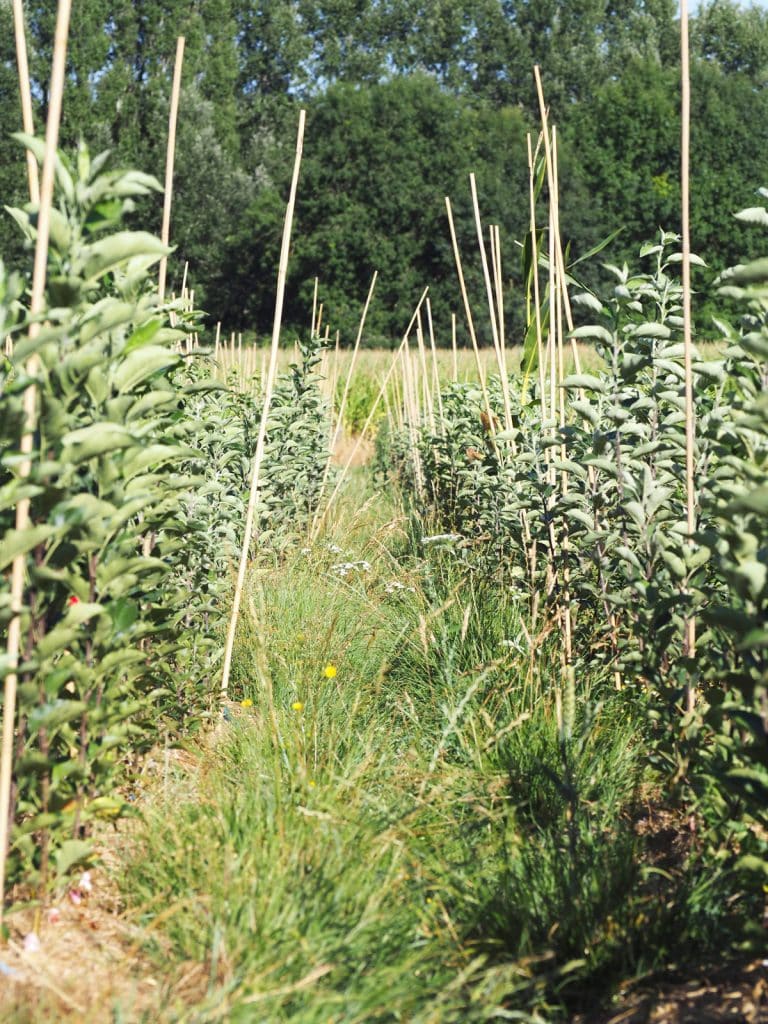 Arbr’enVie : Pépinière d'arbres fruitiers bio et rustiques (35)