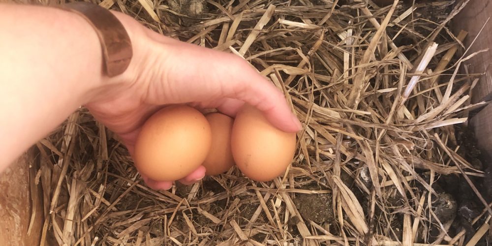 Avoir des poules (et des œufs) : Une formation en ligne pour tout savoir