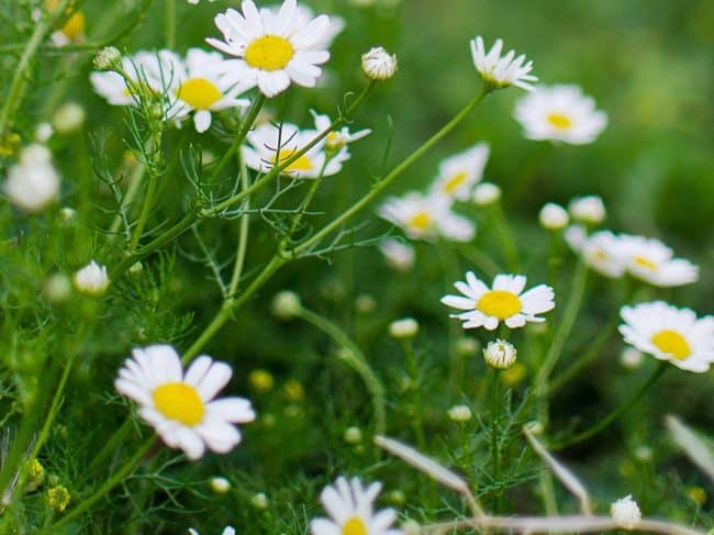 Top 10 des plantes médicinales à cultiver dans votre jardin