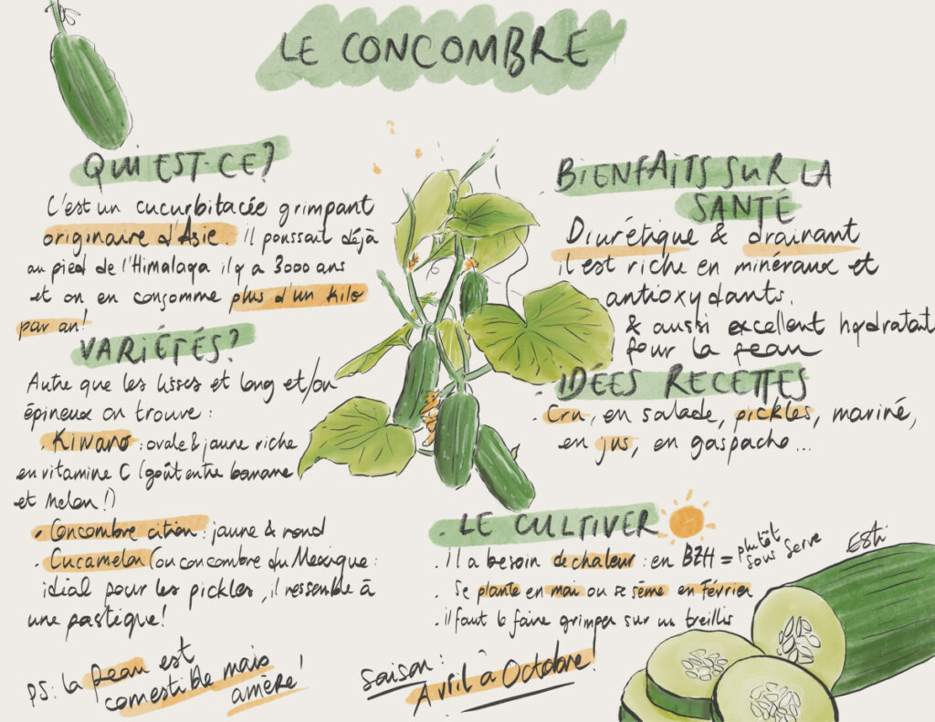 Concombre : saison, bienfaits, variétés... on te dit tout !