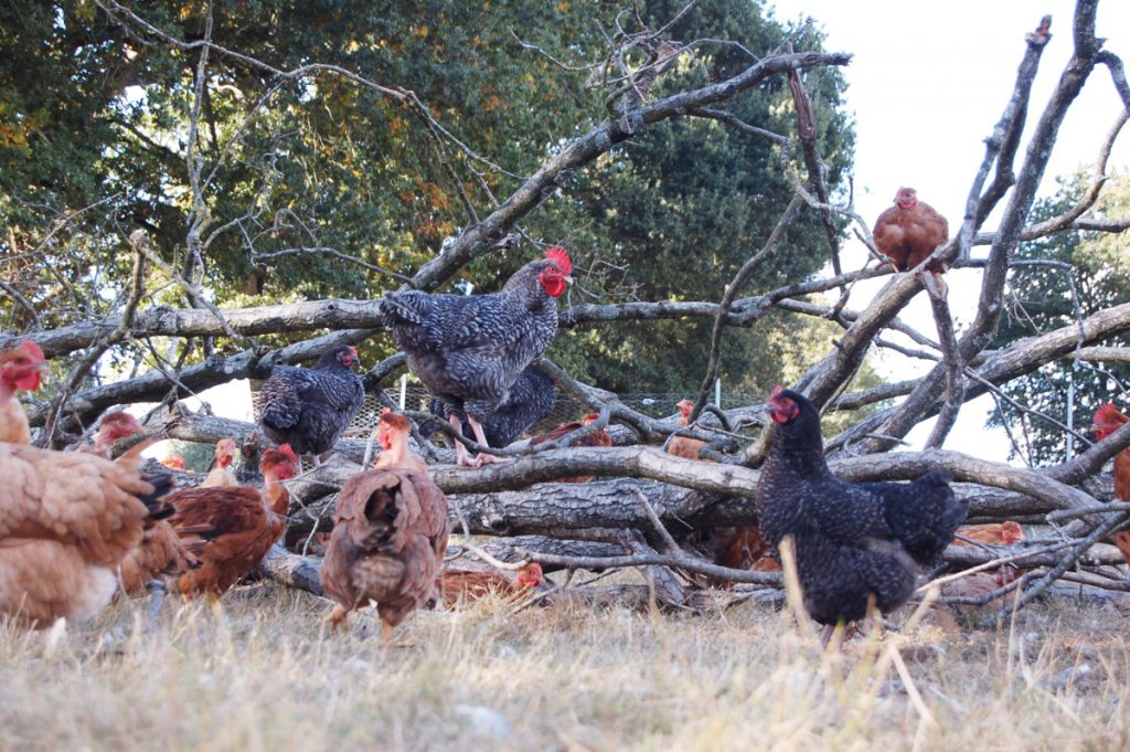 Avoir des poules (et des œufs) : Une formation en ligne pour tout savoir