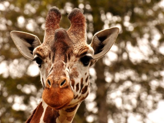 Gwenal, éleveur de girafes à Combrit !