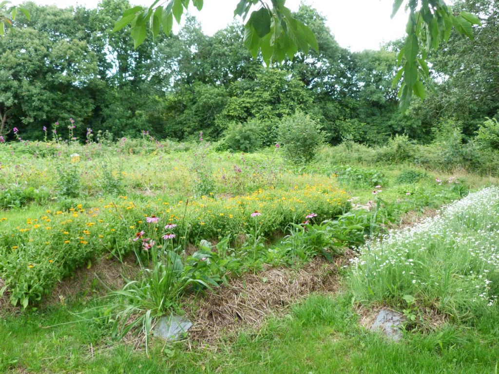 Comment sécher ses plantes aromatiques ? Le guide complet