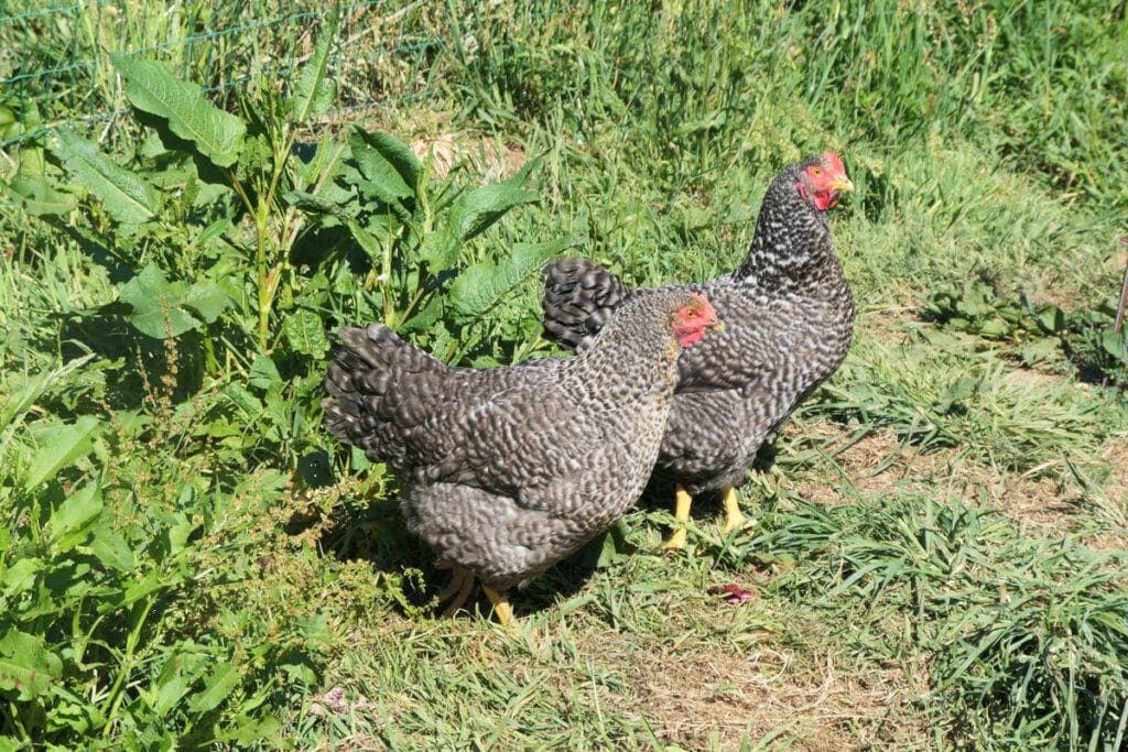 Avoir des poules (et des œufs) : Une formation en ligne pour tout savoir