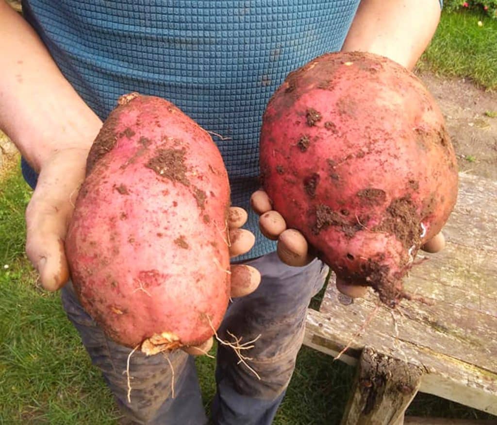 Patate Douce : Origine, Saison, Bienfaits... et 10 idées recettes